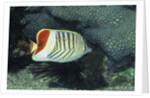 Red Sea Chevron Butterflyfish by Anonymous