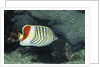 Red Sea Chevron Butterflyfish by Anonymous