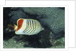 Red Sea Chevron Butterflyfish by Anonymous