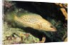 White-Lined Grouper by Anonymous