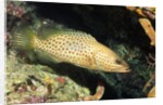 White-Lined Grouper by Anonymous
