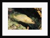 White-Lined Grouper by Anonymous