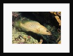 White-Lined Grouper by Anonymous