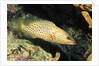 White-Lined Grouper by Anonymous
