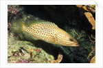 White-Lined Grouper by Anonymous