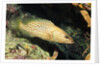 White-Lined Grouper by Anonymous