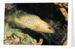 White-Lined Grouper by Anonymous