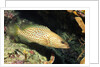 White-Lined Grouper by Anonymous