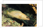 White-Lined Grouper by Anonymous