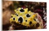 Ocellated Phyllidia by Anonymous