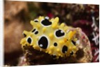 Ocellated Phyllidia by Anonymous