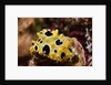 Ocellated Phyllidia by Anonymous