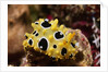 Ocellated Phyllidia by Anonymous