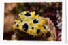 Ocellated Phyllidia by Anonymous