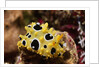 Ocellated Phyllidia by Anonymous