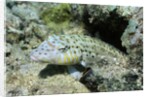 Speckled Sandperch by Anonymous