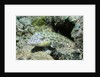 Speckled Sandperch by Anonymous