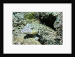 Speckled Sandperch by Anonymous
