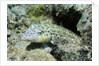 Speckled Sandperch by Anonymous
