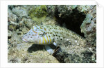Speckled Sandperch by Anonymous
