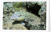 Speckled Sandperch by Anonymous