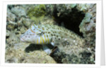 Speckled Sandperch by Anonymous