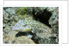 Speckled Sandperch by Anonymous