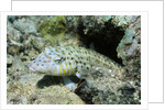 Speckled Sandperch by Anonymous