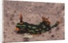 Kubaryana's Nembrotha by Anonymous