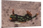 Kubaryana's Nembrotha by Anonymous