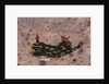 Kubaryana's Nembrotha by Anonymous