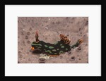 Kubaryana's Nembrotha by Anonymous