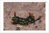 Kubaryana's Nembrotha by Anonymous