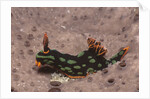 Kubaryana's Nembrotha by Anonymous