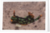Kubaryana's Nembrotha by Anonymous