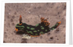 Kubaryana's Nembrotha by Anonymous