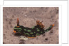 Kubaryana's Nembrotha by Anonymous