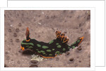 Kubaryana's Nembrotha by Anonymous