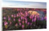 Fireweed, Hudson Bay, Canada by Anonymous