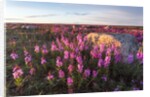 Fireweed, Hudson Bay, Canada by Anonymous