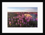 Fireweed, Hudson Bay, Canada by Anonymous