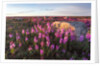 Fireweed, Hudson Bay, Canada by Anonymous
