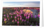 Fireweed, Hudson Bay, Canada by Anonymous
