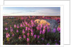 Fireweed, Hudson Bay, Canada by Anonymous