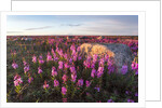 Fireweed, Hudson Bay, Canada by Anonymous