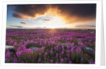 Fireweed, Hudson Bay, Canada by Anonymous