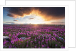 Fireweed, Hudson Bay, Canada by Anonymous
