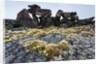 Tent Rings, Nunavut, Canada by Anonymous