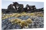 Tent Rings, Nunavut, Canada by Anonymous