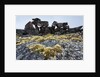 Tent Rings, Nunavut, Canada by Anonymous
